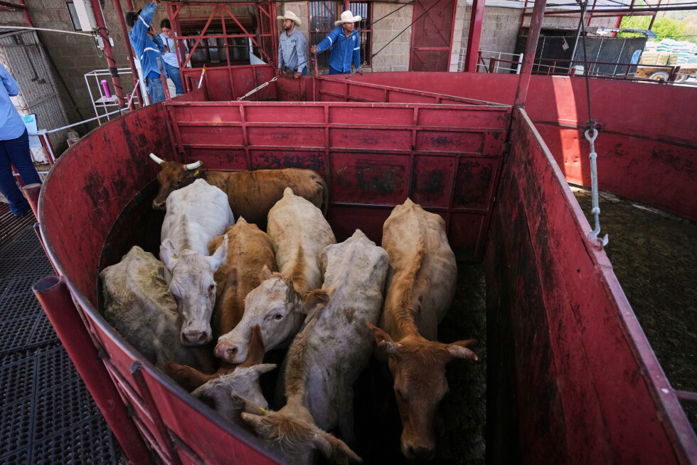 Economists don't expect reopening the US to Mexican cattle imports to reduce high beef prices - AP News