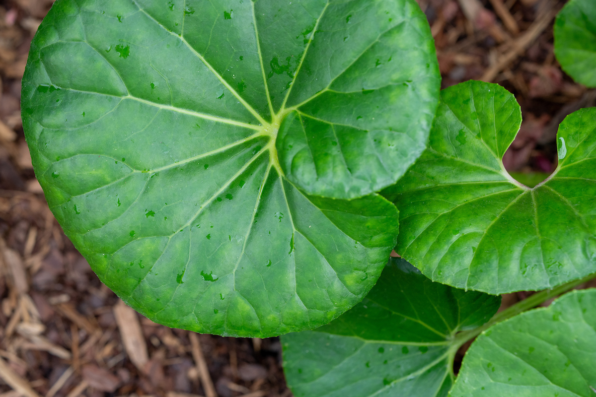 Farfugium named newest Texas Superstar plant - AgriLife Today