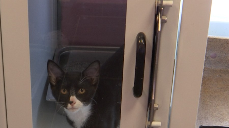 Lubbock shelter urges owners to rehome pets before surrender